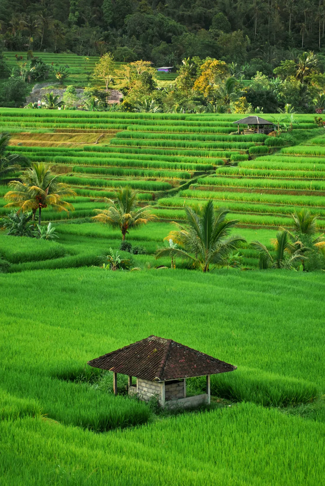 A hut in green rice terraces